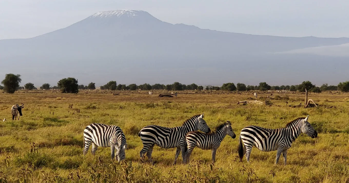 Best Mombasa Beach & Safari Holiday Packages