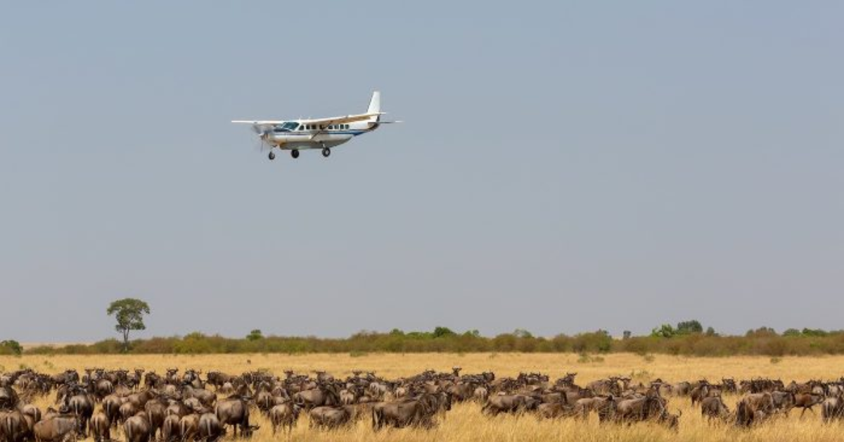 Wildebeest Migration 2026
