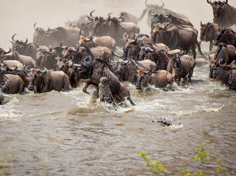 Wildebeest Migration in Masai Mara