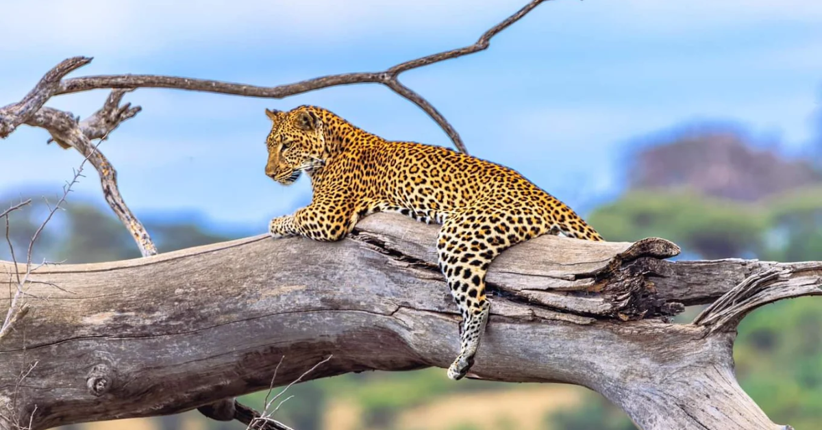 Kenya Safari & Beach Holiday