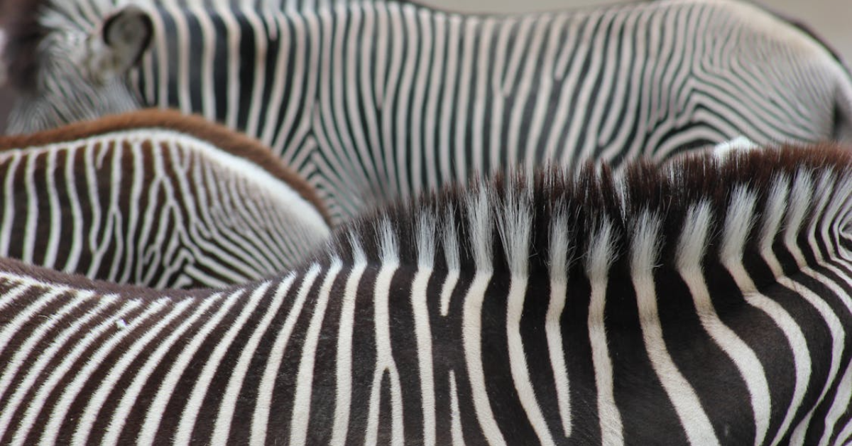 Best Kenya Safari Packages 2026