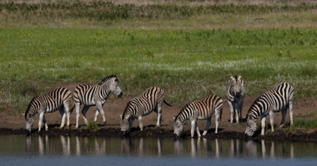 Kenya Safari Packages 2026