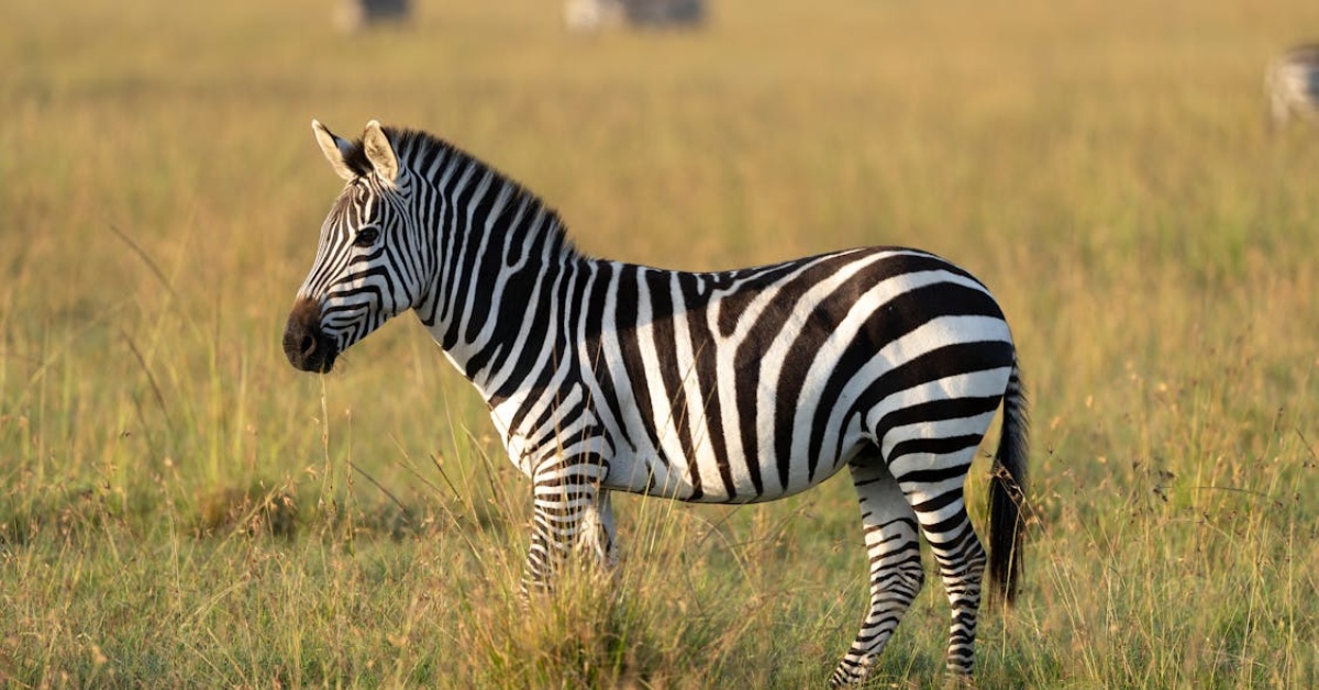 Top 10 Masai Mara Safari Packages