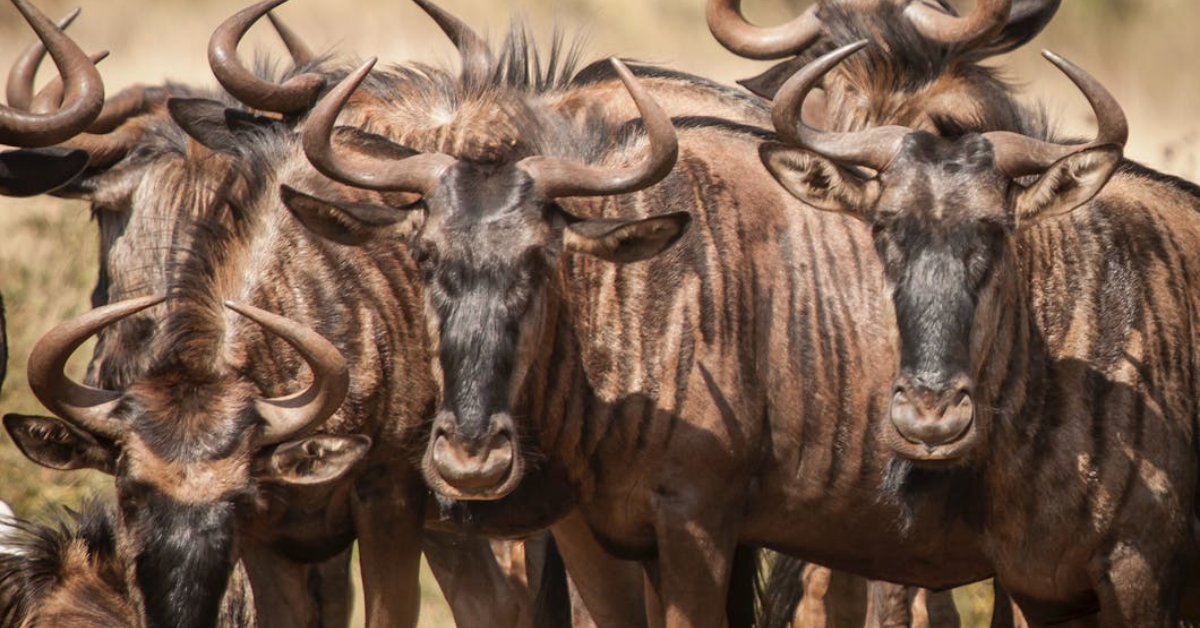 Wildebeest Migration Safari Kenya