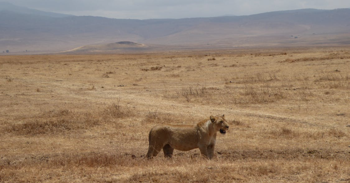 Affordable Masai Mara Safari from Nairobi