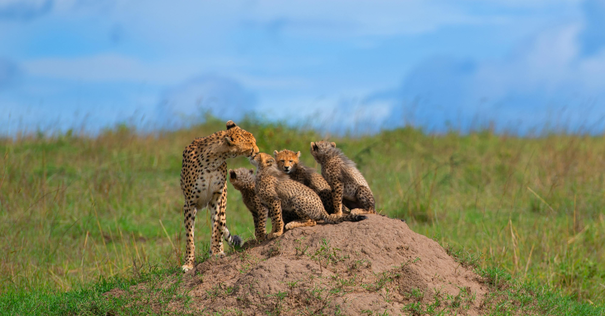 Masai Mara Group Safaris