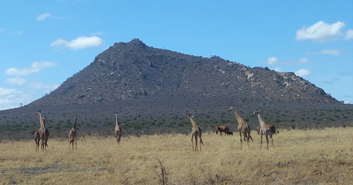 Kenya Safari Packages