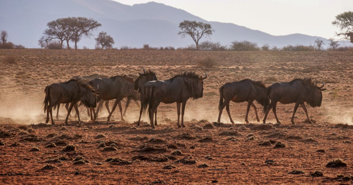 Kenya Safari Packages