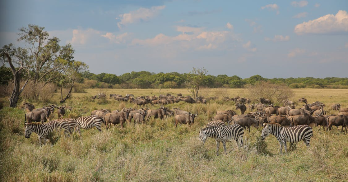Wildebeest Migration Activities Kenya