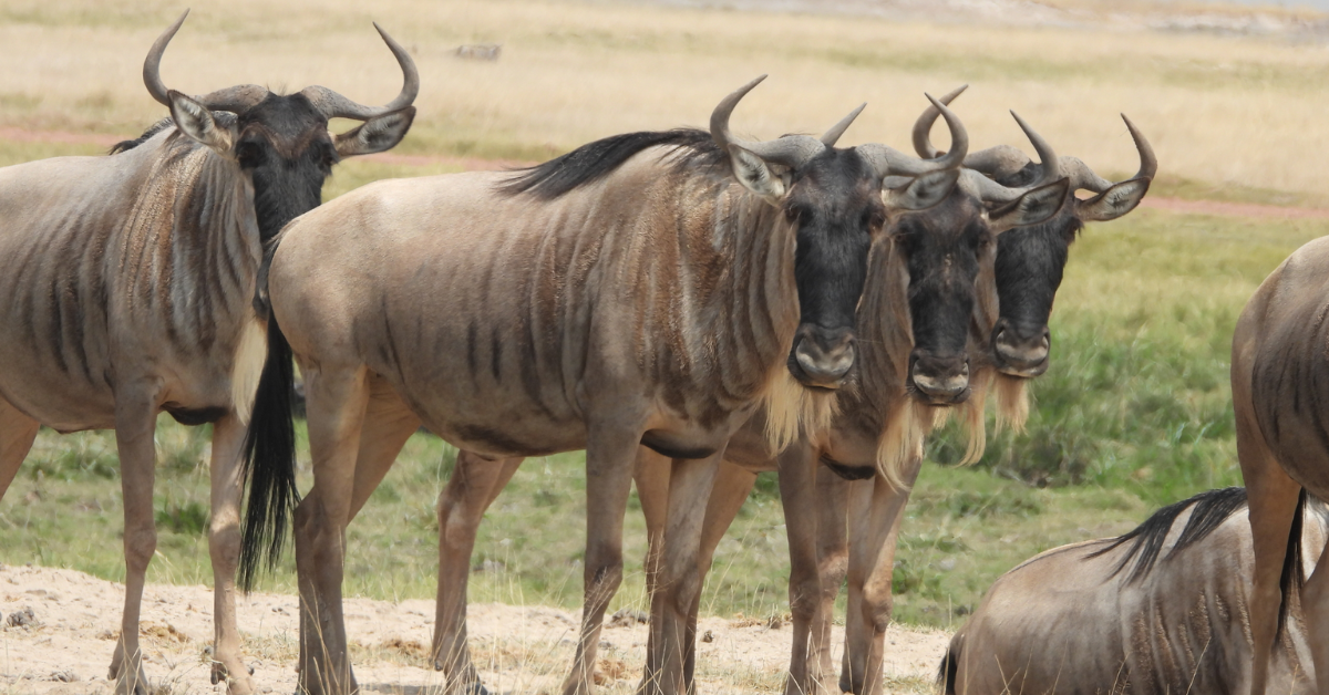 wildebeest migration in Kenya